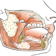 Oral Health: Salivary Gland Infection